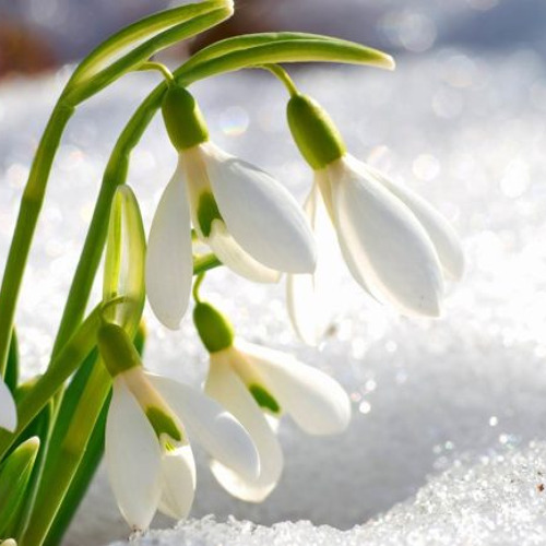 Neues Gartenjahr